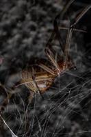 Adult Brown Widow photo