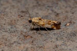 Small Yellow Moth photo