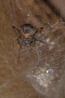 Adult Female Brown Widow photo