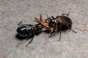 Escarabajos cazadores de orugas adultas disputando la depredación de un saltamontes foto
