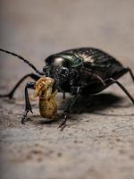 Caterpillar adulto escarabajo cazador comiendo parte de un abdomen de saltamontes