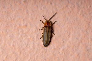 Adult Firefly Beetle photo