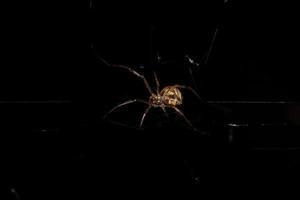 Small Brown Widow photo