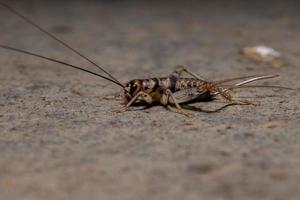 Small Field Cricket photo