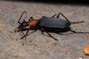 Escarabajo bombardero falso adulto foto