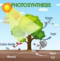 Diagram showing process of photosynthesis in plant vector