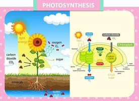 Diagram showing process of photosynthesis in plant vector