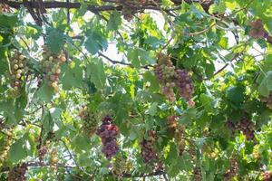 Delicious grapes on the tree ready for harvest. Agriculture. Rhodes, Greece photo