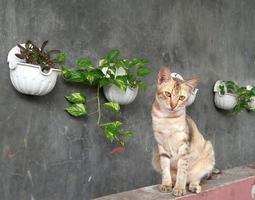 cat on the wall photo