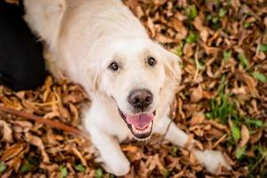 Golden retriever in the park surrounded by autumn leaves photo