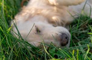 golden retriever dog laying in green grass