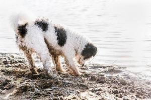 lindo adorable perro bichon frise cavando arena junto al río foto