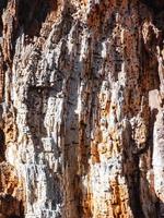 árbol podrido con rastros de plagas de insectos. foto