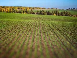 Autumn field sown with winter crops. photo