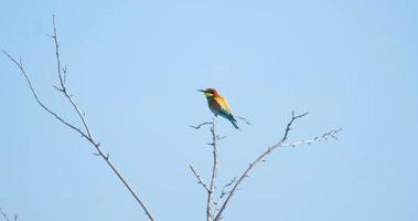 European bee-eater or Merops apiaster on the tree video