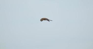 cernícalo común o pájaro falco newtoni en vuelo. video