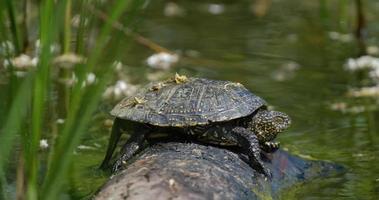 Close up European pond turtle of or Emys orbicularis on the log video