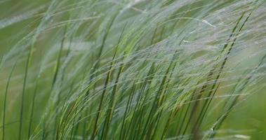 Close up of green Stipa or  feather grass video