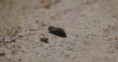 Close up of black caterpillar on the ground video