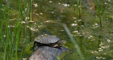 Cerrar la tortuga de estanque europeo o Emys orbicularis en el registro video