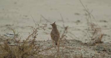 cotovia eurasiática ou alauda arvensis andar na grama video