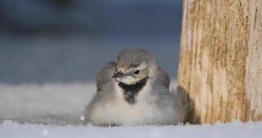 close-up van witte kwikstaart of motacilla alba in de sneeuw video