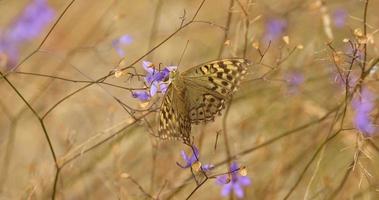 Close up of butterfly on the colorful flowers video