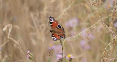 Cerca de mariposas en las flores de colores video