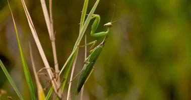 Close up of European mantis or Mantis religiosa in the grass video