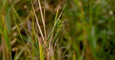 Close up of European mantis or Mantis religiosa in the grass video