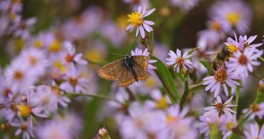 närbild av fjäril på de färgglada blommorna video