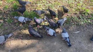 fond naturel avec des pigeons urbains sur l'herbe
