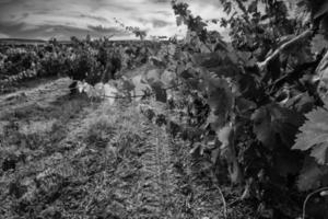 Grape vineyards at sunset photo