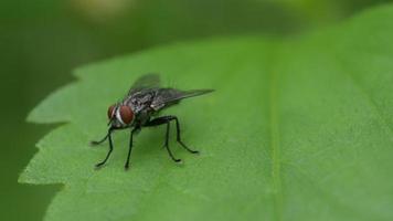macro flies on leaves in nature video