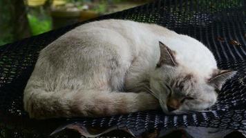 mignon petit chat qui dort video