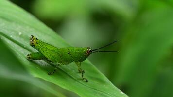 saltamontes macro en la naturaleza video