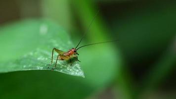 macro grasshopper in nature video