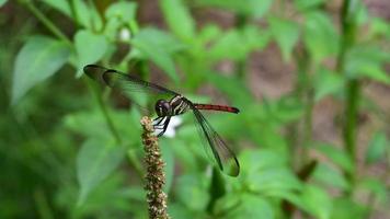 libellule macro dans la nature