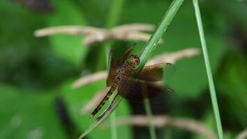 macro libellula in natura video