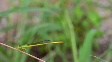 macro libellula in natura video