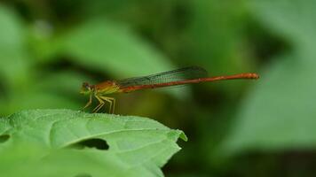 macro dragonfly in nature video