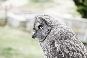 Owl on display, detail photo
