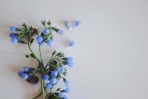 Ramas de flores azules sobre un fondo blanco. foto