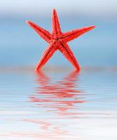 Starfish on the beach photo