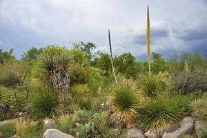 High Desert Garden in New Mexico