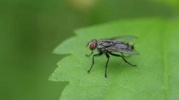 macro flies on leaves in nature video