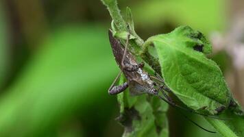 insecte puanteur dans la forêt nature video