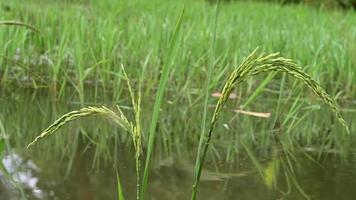 granos de arroz en la naturaleza video