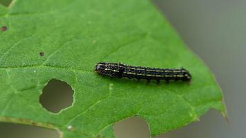 les chenilles mangent des feuilles dans la nature. video