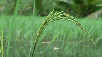 granos de arroz en la naturaleza video